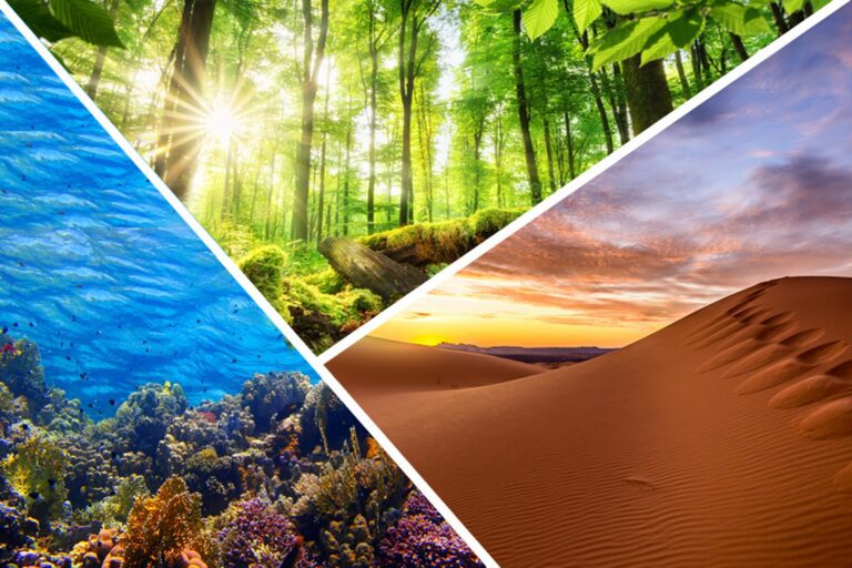 Natural Ecosystems and STEM Ecosystems