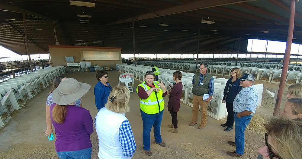 Feedlot tour